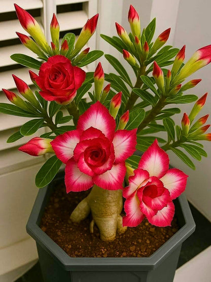 Adenium Obesum Flower seeds for Planting Compact Growth Heirloom & GMO Free Seeds for Home Garden