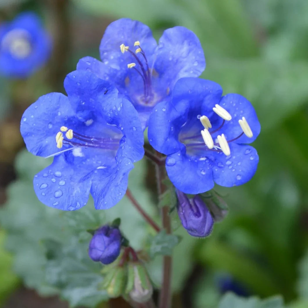 Phacelia Campanularia Flower seeds for Planting Sun Loving Heirloom & GMO Free Seeds for Home Garden