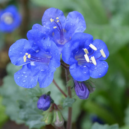 Phacelia Campanularia Flower seeds for Planting Sun Loving Heirloom & GMO Free Seeds for Home Garden