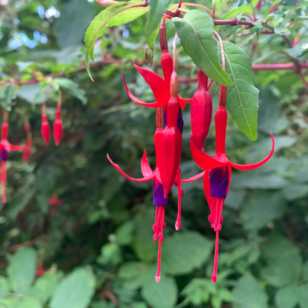 Premium Purple Fuchsia Magellanica Flower seeds for Planting Sun Loving, Heirloom & GMO Free Seeds for Home Garden seeds