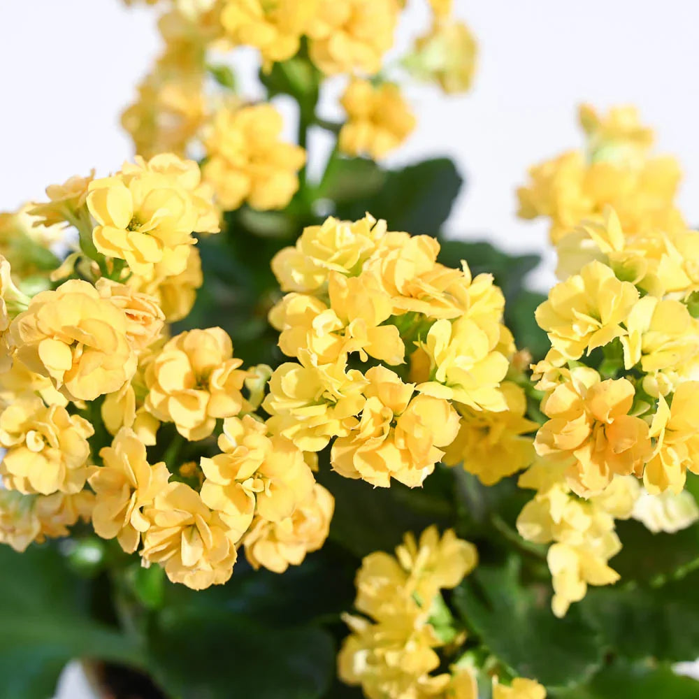 Yellow Kalanchoe Flower seeds for Planting - Fragrant Blossoms, Heirloom & GMO Free Seeds for Home Garden