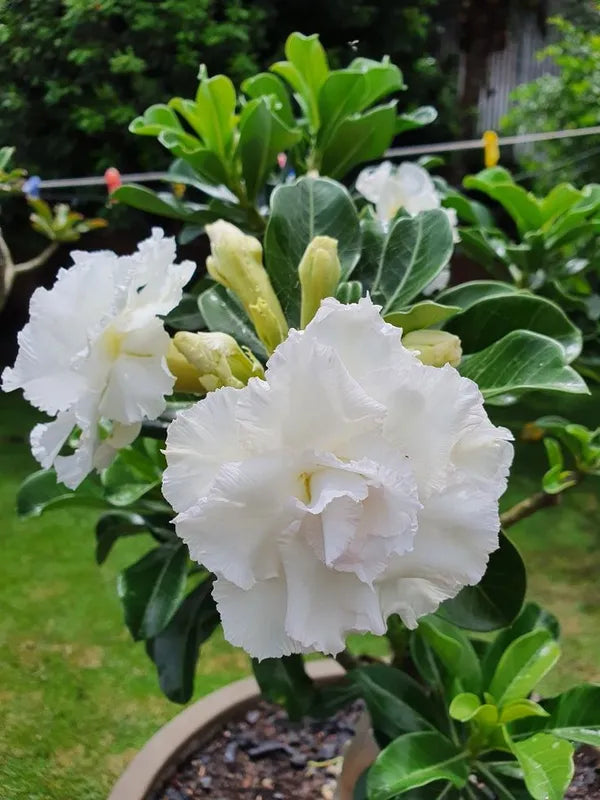 Premium White Adenium Obessum Flower seeds for Planting Long Bloom Season, Heirloom & GMO Free Seeds for Home Garden seeds
