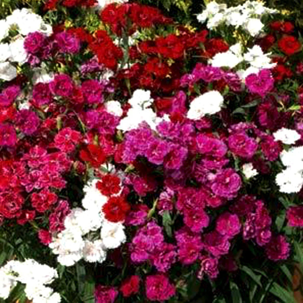 Mixed Wee Willie Dianthus Flower seeds for Planting Colorful Display, Heirloom & GMO Free Seeds for Home Garden seeds for planting