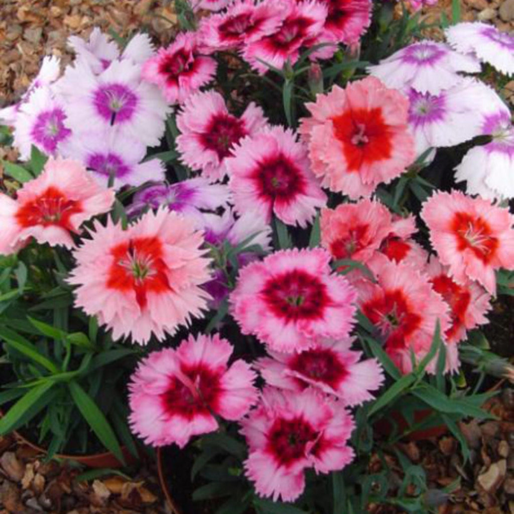 Premium Mixed Dianthus Telstar Flower seeds for Planting Colorful Display, Heirloom & GMO Free Seeds for Home Garden seeds