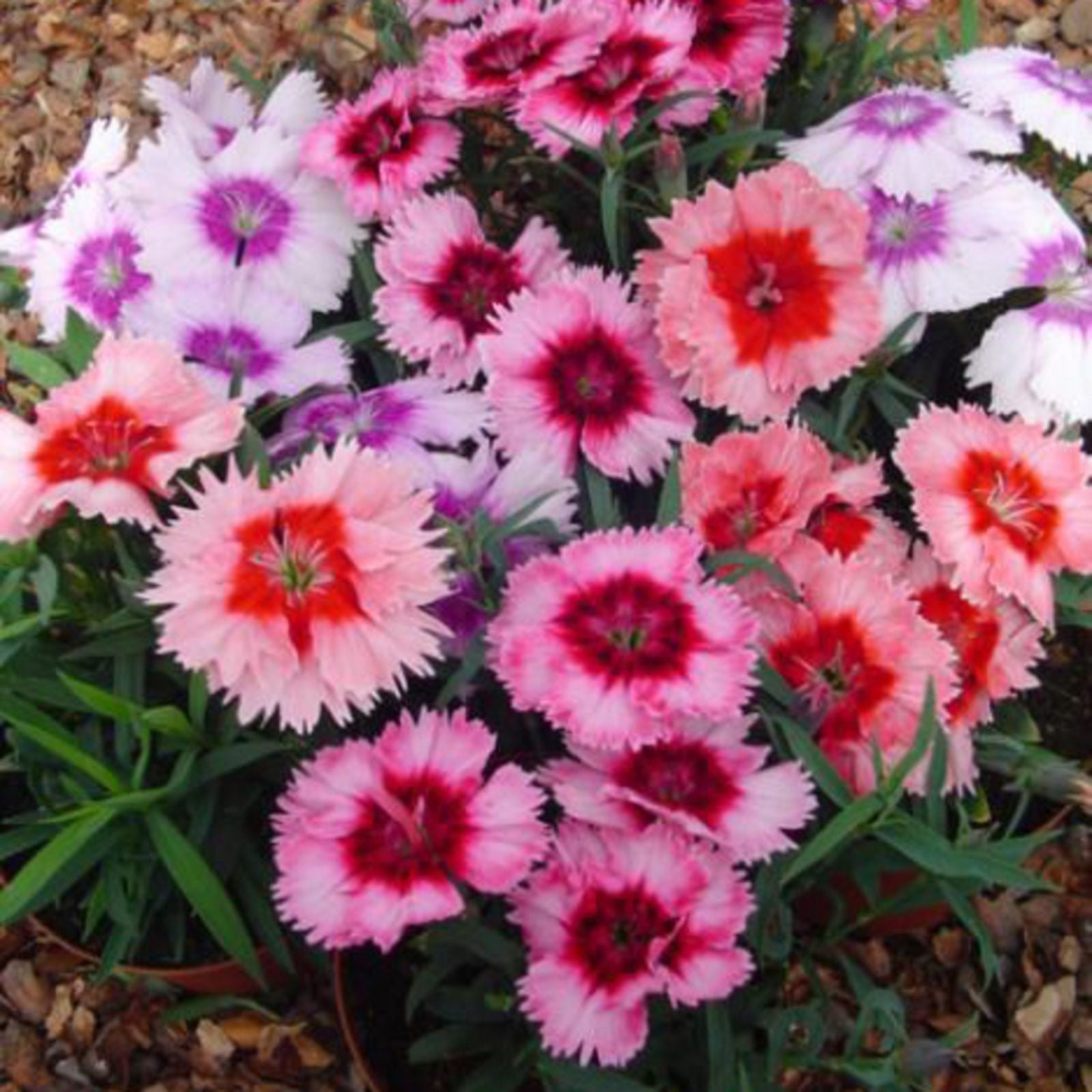 Premium Mixed Dianthus Telstar Flower seeds for Planting Colorful Display, Heirloom & GMO Free Seeds for Home Garden seeds