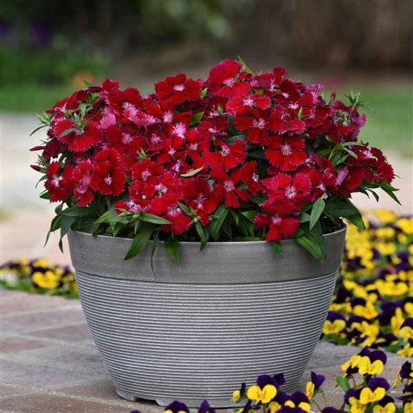 Burgundy Dianthus Flower seeds for Planting Cut Flower Favorite, Heirloom & GMO Free Seeds for Home Garden Sale vegetable and garden seeds