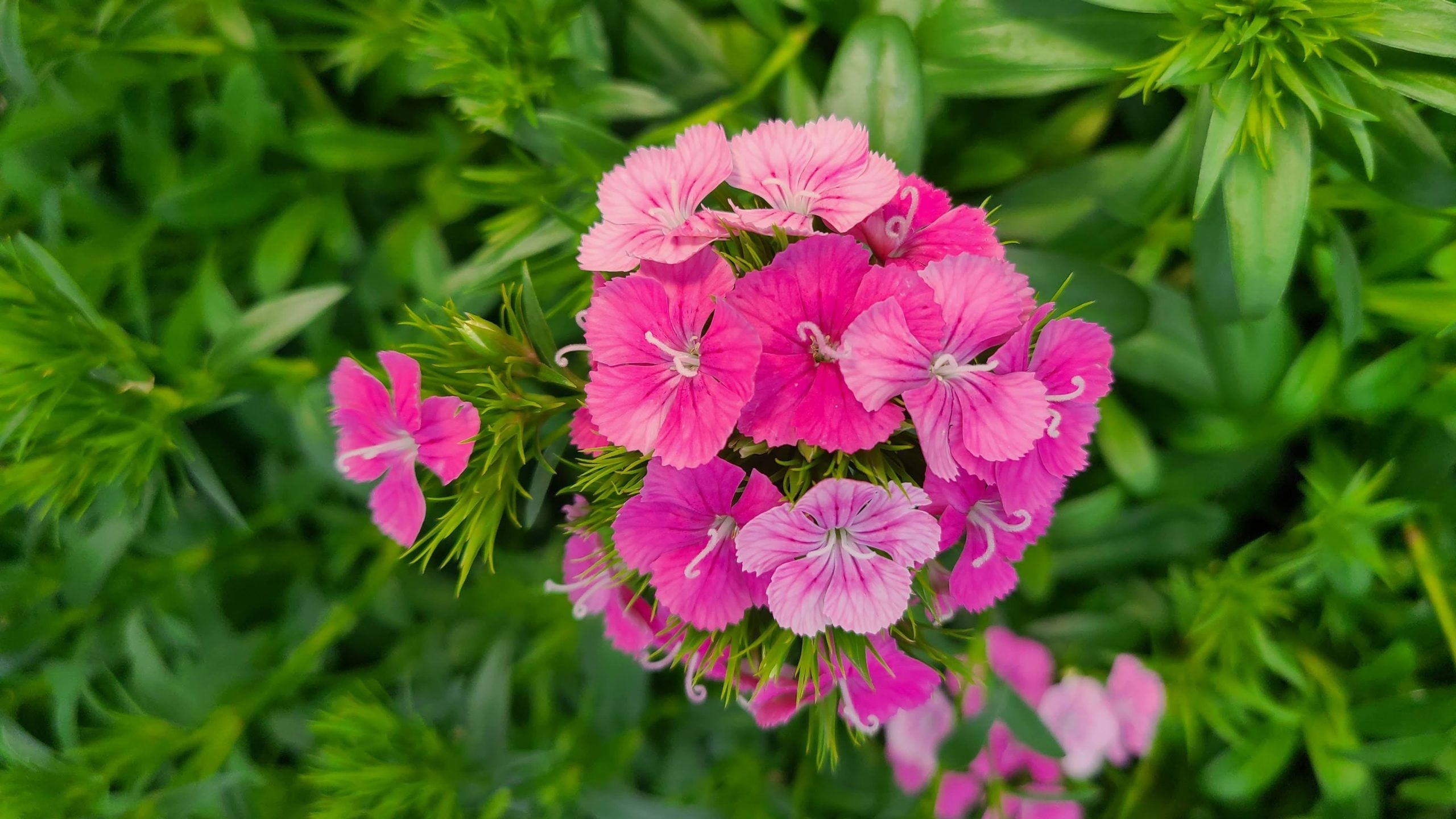 Pink William Flower seeds for Planting Perfect for Borders, Heirloom & GMO Free Seeds for Home Garden vegetable and garden seeds