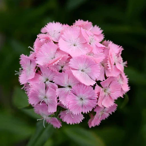 Premium Light Pink Dianthus Flower seeds for Planting Hardy Variety, Heirloom & GMO Free Seeds for Home Garden seeds