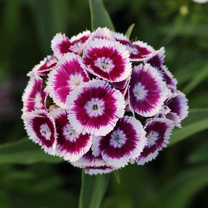 Dianthus Barbatus Flower seeds for Planting, Colorful Display Heirloom & GMO Free Seeds for Home Garden