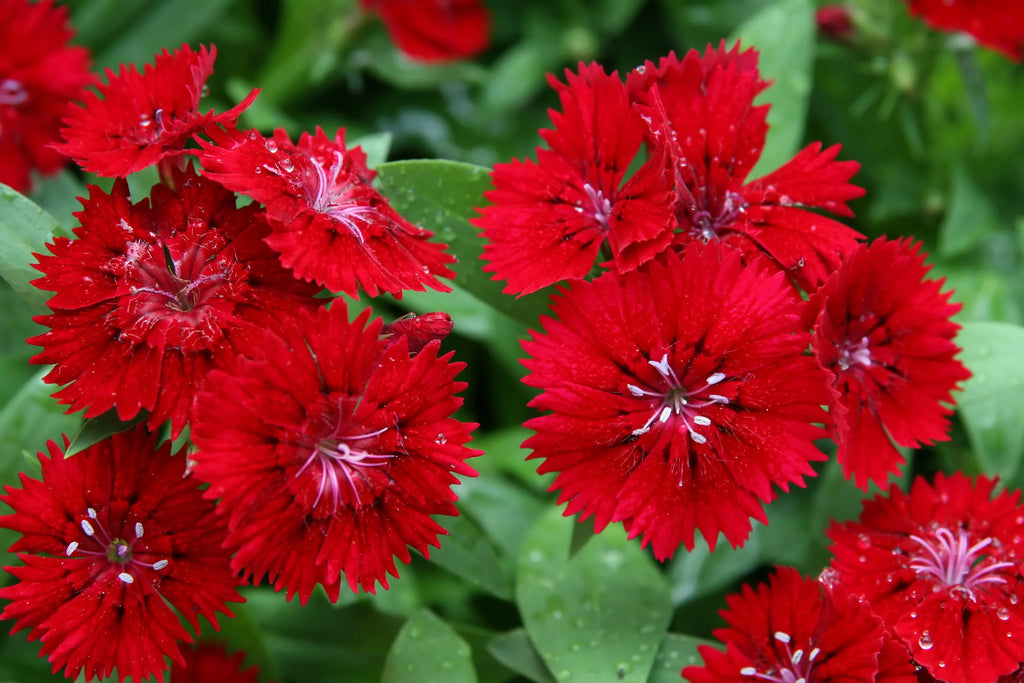 Premium Maroon Dianthus Flower seeds for Planting Seasonal Bloomer, Heirloom & GMO Free Seeds for Home Garden seeds