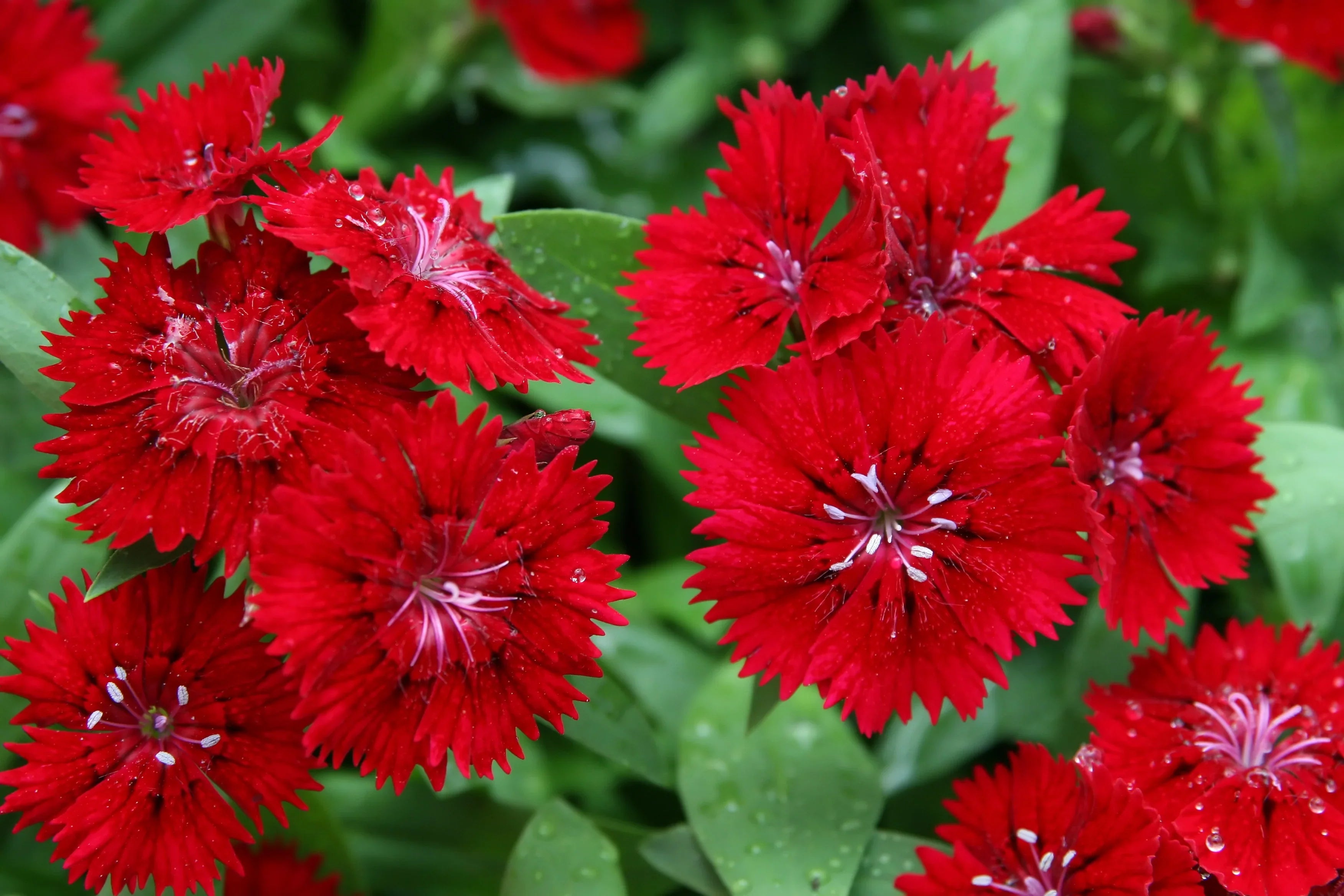 Premium Maroon Dianthus Flower seeds for Planting Seasonal Bloomer, Heirloom & GMO Free Seeds for Home Garden seeds