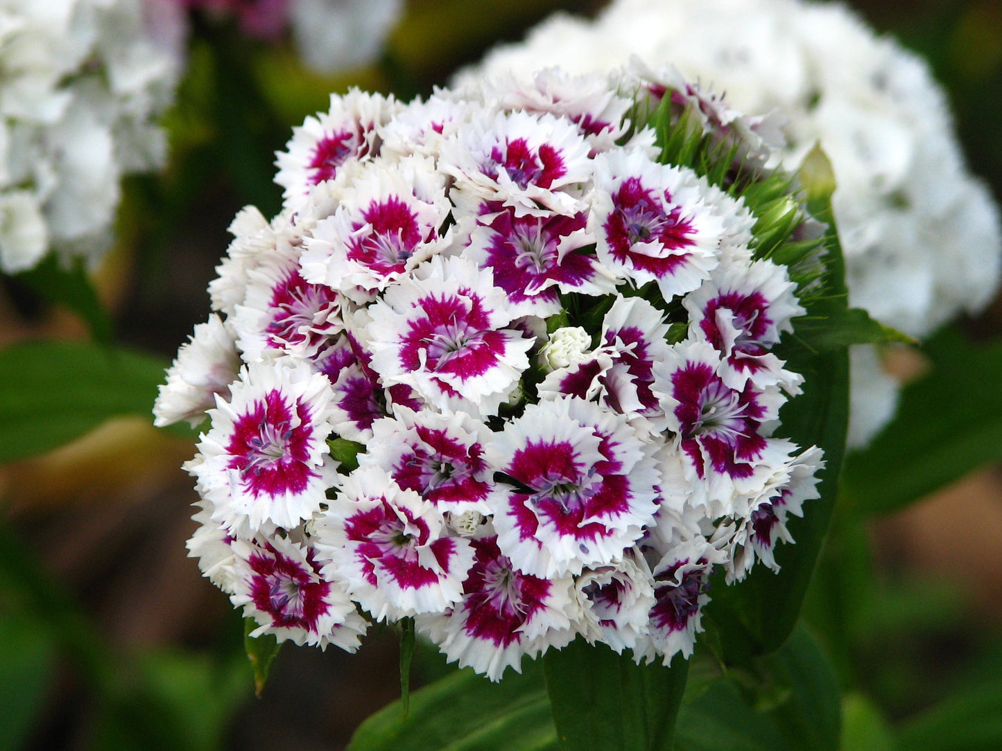 Heirloom William Flower seeds for Planting Shade Tolerant Heirloom & GMO Free Seeds for Home Garden