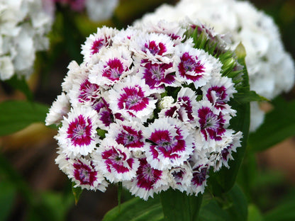 Heirloom William Flower seeds for Planting Shade Tolerant Heirloom & GMO Free Seeds for Home Garden