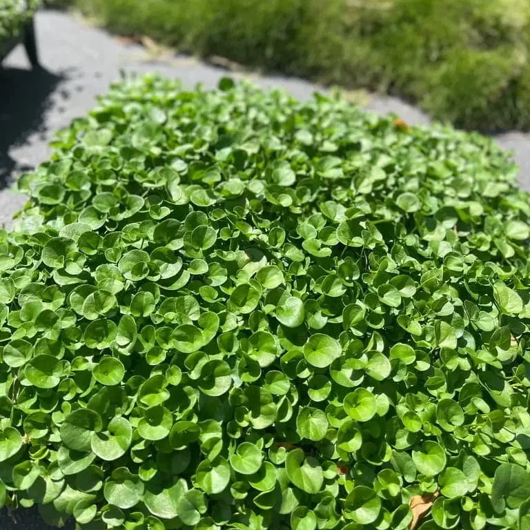 Dichondra Flower seeds for Planting Cottage Garden Essential, Heirloom & GMO Free Seeds for Home Garden vegetable and garden seeds
