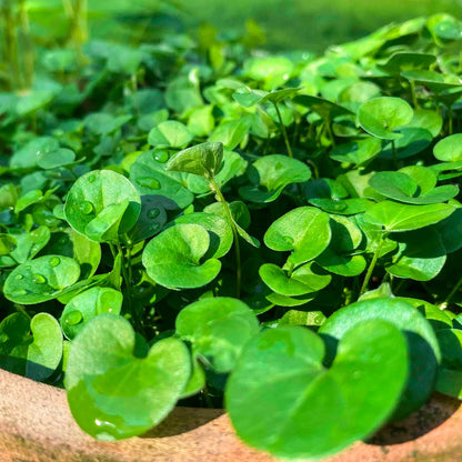 Dichondra Ground Cover Flower seeds for Planting, Cut Flower Favorite Heirloom & GMO Free Seeds for Home Garden