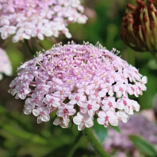 High quality Pink Lace Flower seeds for Planting Wildflower Mix, Heirloom & GMO Free Seeds for Home Garden seeds pack