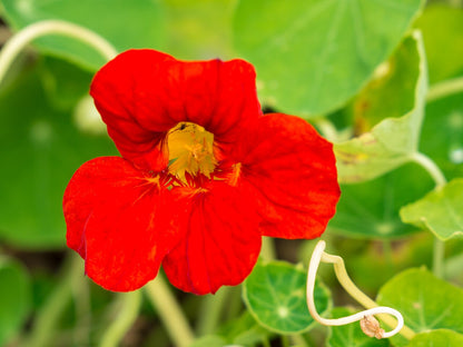 Kapuzinerkresse Flower seeds for Planting Long Bloom Season Heirloom & GMO Free Seeds for Home Garden