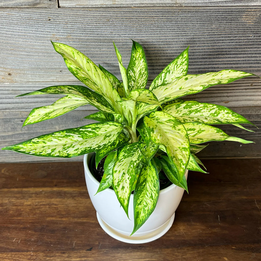 Green Sansevieria Flower seeds for Planting Wildflower Mix, Heirloom & GMO Free Seeds for Home Garden vegetable and garden seeds
