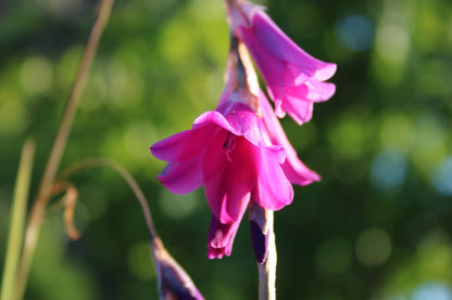 Dierama Flower seeds for Planting Pollinator Friendly Heirloom & GMO Free Seeds for Home Garden