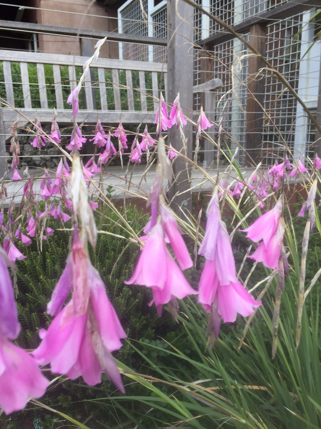 Premium Purple Dierama Pendulum Flower seeds for Planting Pollinator Friendly, Heirloom & GMO Free Seeds for Home Garden seeds