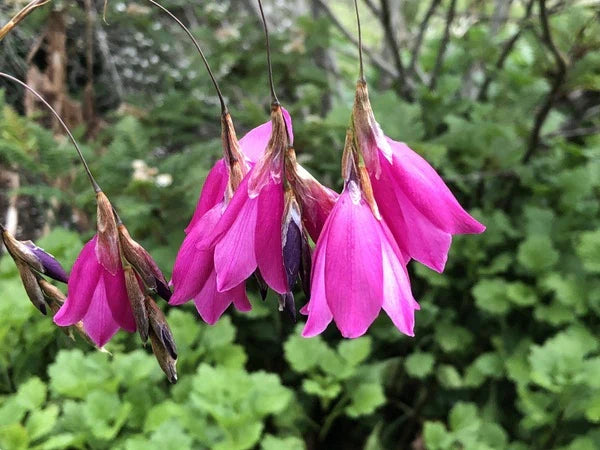 Dierama Flower seeds for Planting Pollinator Friendly Heirloom & GMO Free Seeds for Home Garden