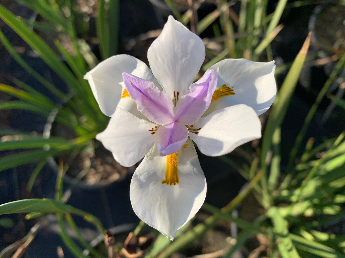 Iridioides Flower seeds for Planting Pollinator Friendly Heirloom & GMO Free Seeds for Home Garden 
 
 Sale for planting in home garden