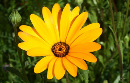 Dimorphotheca Flower seeds for Planting Shade Tolerant Heirloom & GMO Free Seeds for Home Garden
