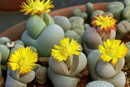 Dinteranthus Wilmotianus Succulent Flower seeds for Planting, Premium Quality Heirloom & GMO Free Seeds for Home Garden
