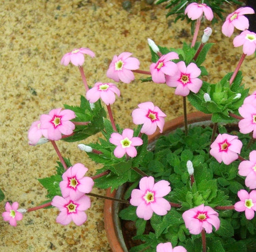 Premium Baby Pink Yulan Flower seeds for Planting Shade Tolerant, Heirloom & GMO Free Seeds for Home Garden seeds