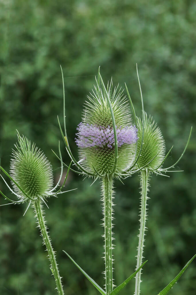 Dipsacus Flower seeds for Planting Wildflower Mix, Heirloom & GMO Free Seeds for Home Garden vegetable and garden seeds
