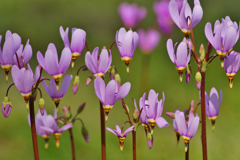 Purple Dodecatheon Flower seeds for Planting Cut Flower Favorite, Heirloom & GMO Free Seeds for Home Garden vegetable and garden seeds
