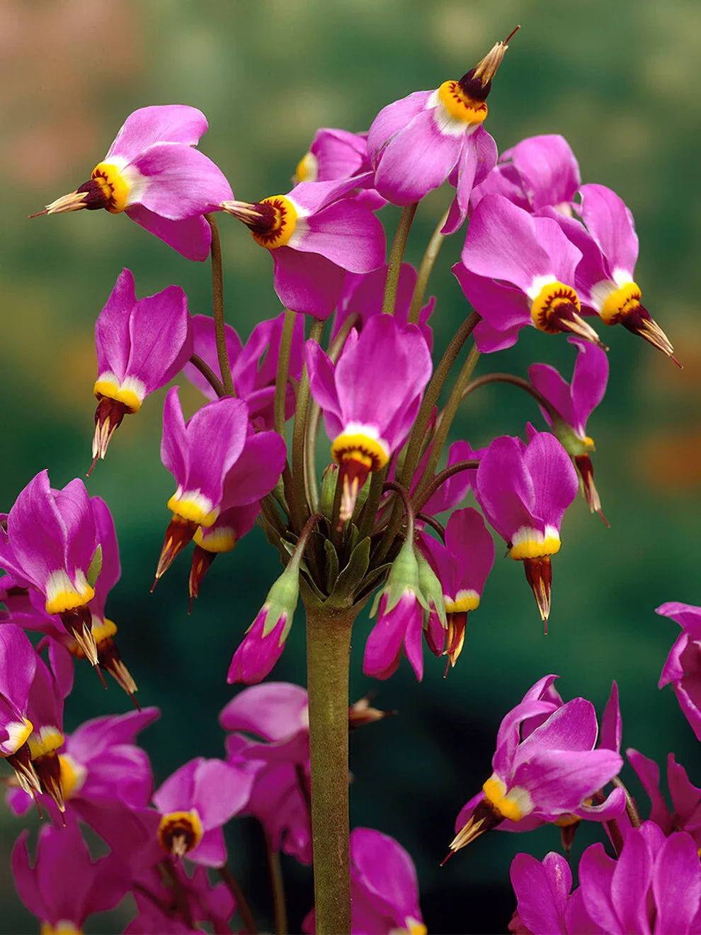 High quality Pink Midland Shooting Flower seeds for Planting Shade Tolerant, Heirloom & GMO Free Seeds for Home Garden seeds pack
