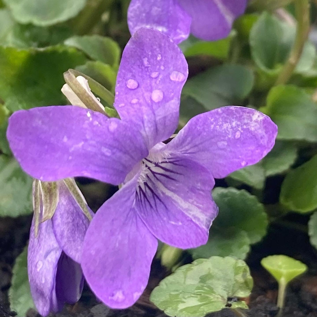 Premium Purple Viola Odorata Flower seeds for Planting Pollinator Friendly, Heirloom & GMO Free Seeds for Home Garden seeds