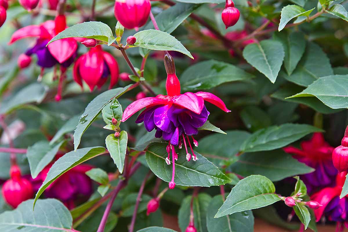 Fuchsia Flower Seeds For Planting: Add Vibrant Red And Violet Blooms To Your Collection
