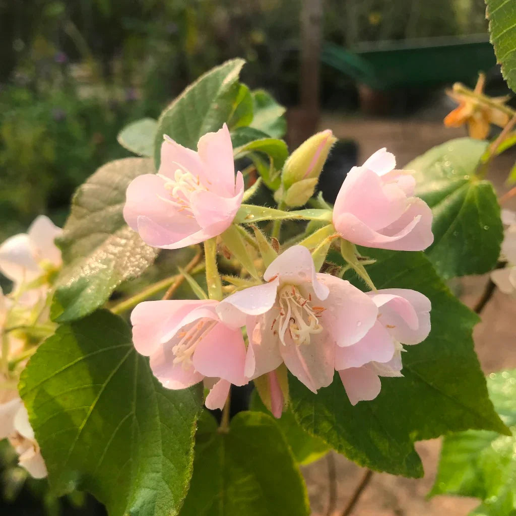 Dombeya Bourgassiae Flower seeds for Planting Long Bloom Season Heirloom & GMO Free Seeds for Home Garden