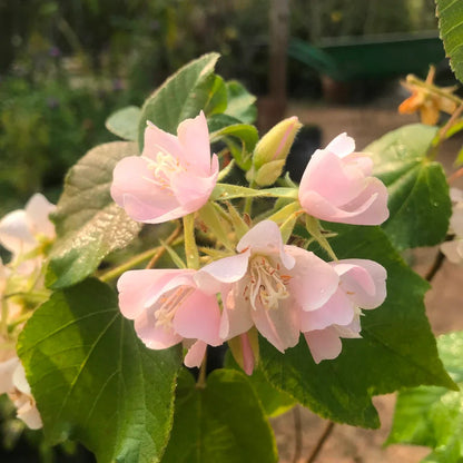 Dombeya Bourgassiae Flower seeds for Planting Long Bloom Season Heirloom & GMO Free Seeds for Home Garden