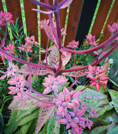 Kalanchoe Gastonis Flower seeds for Planting Pollinator Friendly Heirloom & GMO Free Seeds for Home Garden