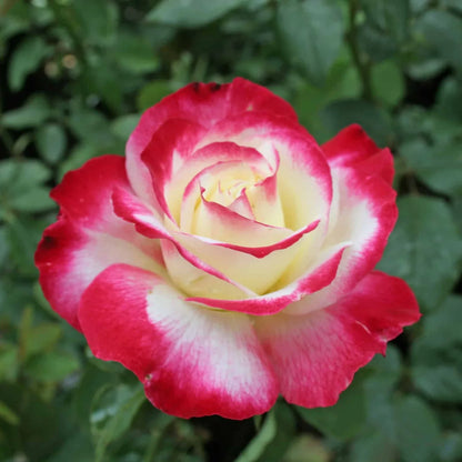 Double Delight Rose Flower seeds for Planting Drought Tolerant Heirloom & GMO Free Seeds for Home Garden
