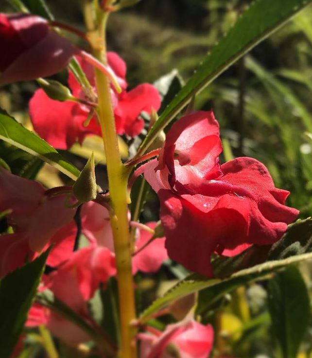 High quality Double Camellia Mixed Flower seeds for Planting Wildflower Mix, Heirloom & GMO Free Seeds for Home Garden seeds pack