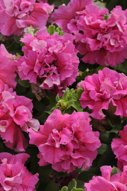Pink Double Petunia Flower seeds for Planting - Easy to Grow, Heirloom & GMO Free Seeds for Home Garden