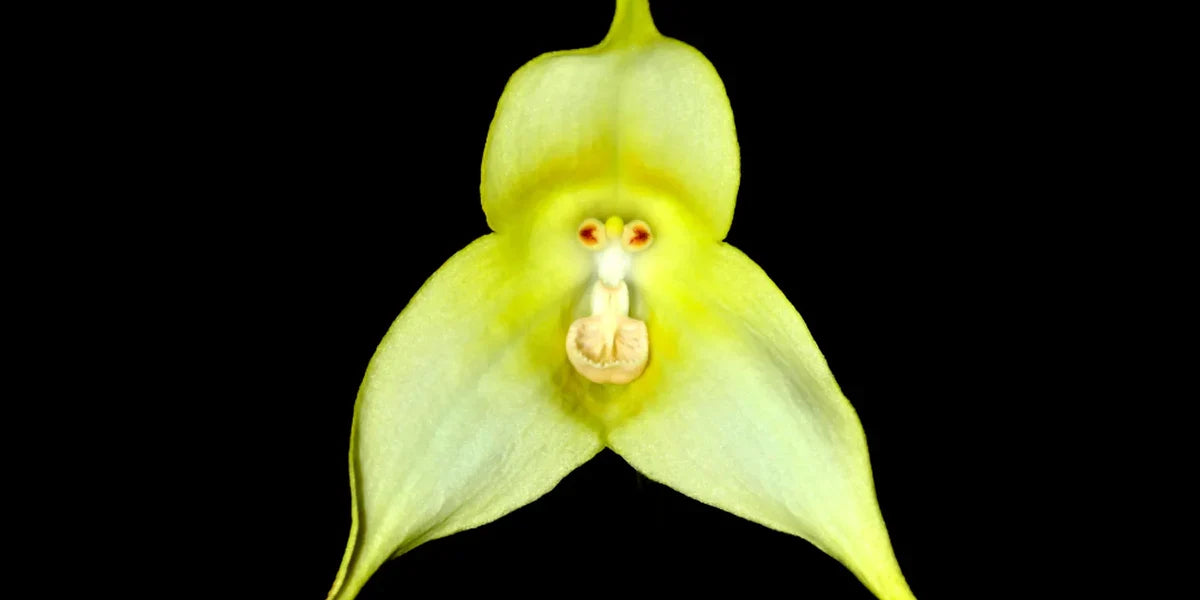 Green Monkey Face Orchids Flower seeds for Planting Sun Loving, Heirloom & GMO Free Seeds for Home Garden Sale seeds for planting
