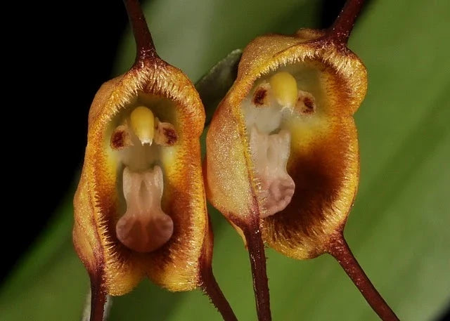 Brown Monkey Orchid Flower seeds for Planting Hardy Variety, Heirloom & GMO Free Seeds for Home Garden vegetable and garden seeds