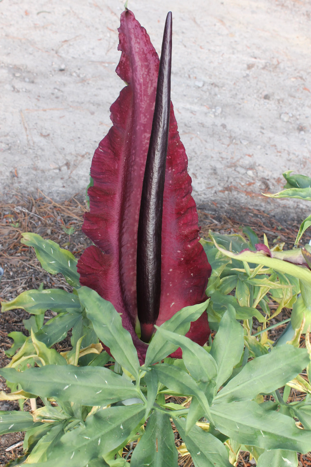 High quality Sauromatum Flower seeds for Planting Garden Favorite, Heirloom & GMO Free Seeds for Home Garden seeds pack