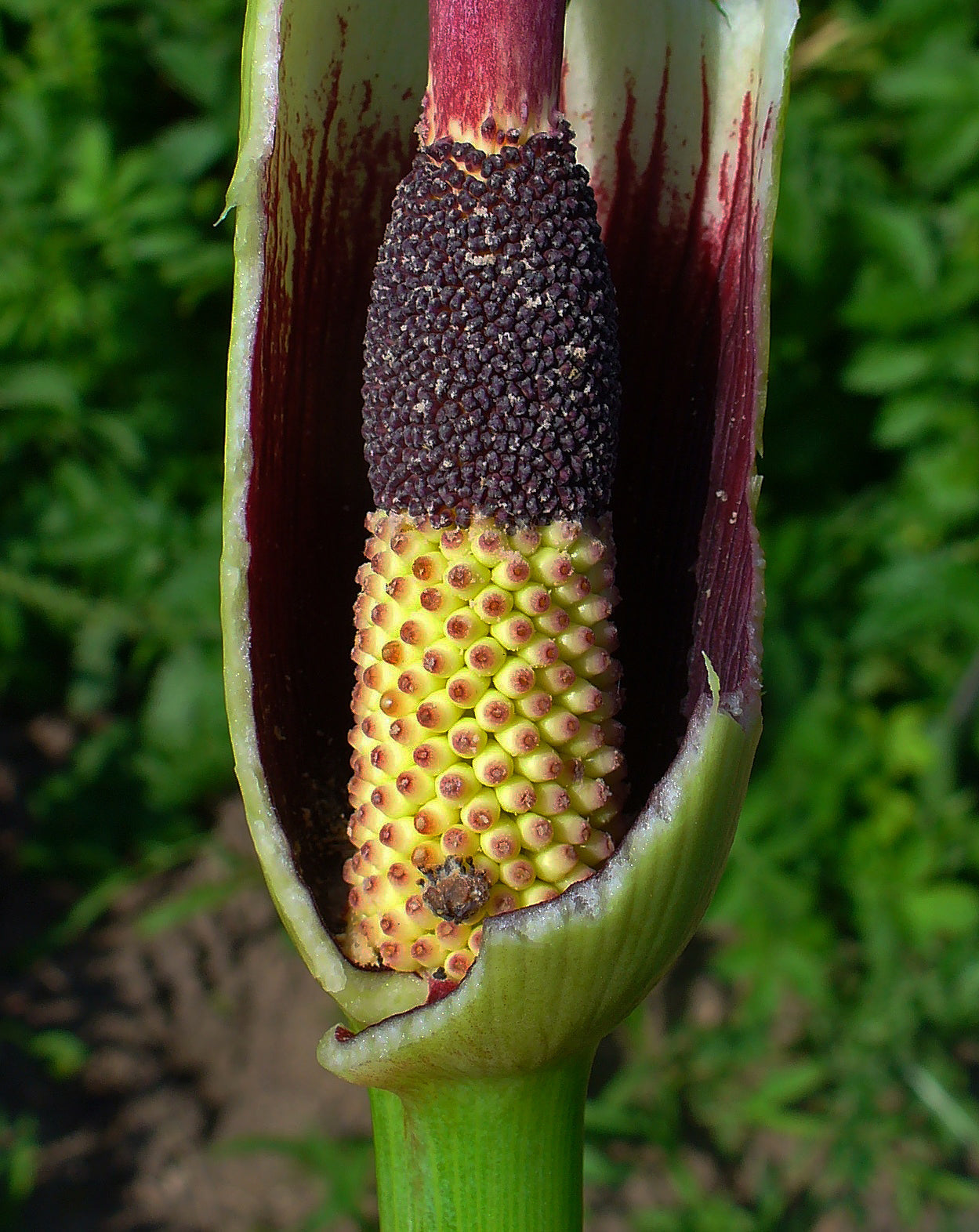 Premium Sauromatum Flower seeds for Planting Garden Favorite, Heirloom & GMO Free Seeds for Home Garden seeds