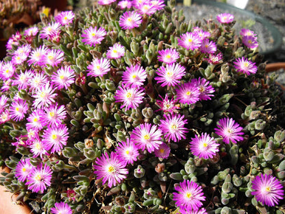 Drosanthemum Hispidum Flower seeds for Planting Wildflower Mix Heirloom & GMO Free Seeds for Home Garden