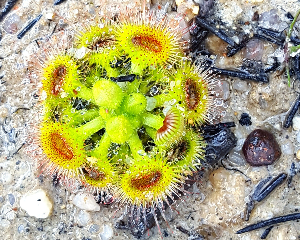 Drosera Glanduligera (Pimpernel Sundew) Flower seeds for Planting Sun Loving, Heirloom & GMO Free Seeds for Home Garden vegetable and garden seeds