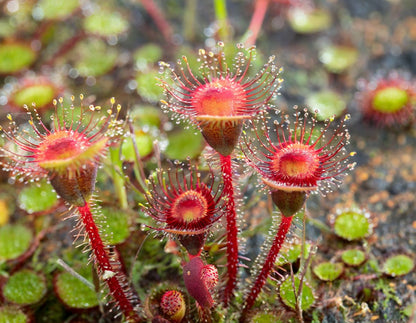 Pale Pink Sundew Flower seeds for Planting Perfect for Borders Heirloom & GMO Free Seeds for Home Garden