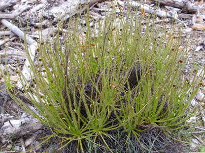 Drosophyllum Lusitanicum Carnivorous Seeds – Heirloom Non-GMO Bright Blooms for Garden Planting