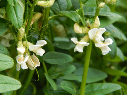 Drought-Tolerant Astragalus Perennials
