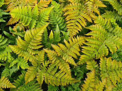 Dryopteris Erythrosora Flower seeds for Planting Premium Quality Heirloom & GMO Free Seeds for Home Garden
